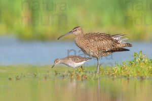 Foto di Chiurlo piccolo (Numenius phaeopus)