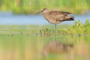 Photos of Whimbrel (Numenius phaeopus)