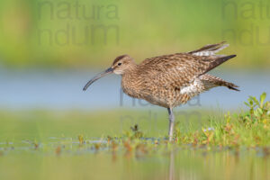 Foto di Chiurlo piccolo (Numenius phaeopus)