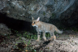 Foto di Gatto selvatico (Felis silvestris)