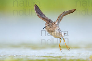 Photos of Wood Sandpiper (Tringa glareola)