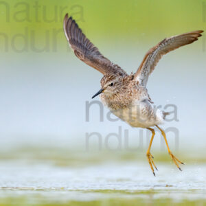 Photos of Wood Sandpiper (Tringa glareola)