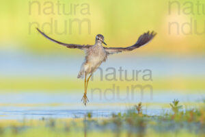 Photos of Wood Sandpiper (Tringa glareola)