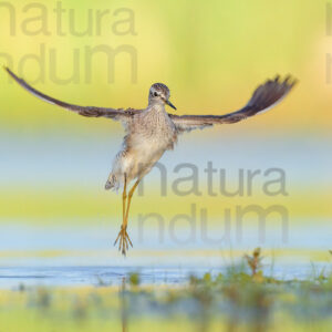 Photos of Wood Sandpiper (Tringa glareola)