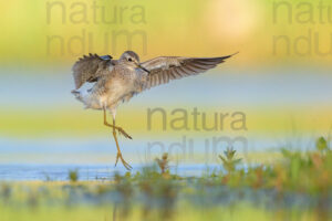 Photos of Wood Sandpiper (Tringa glareola)