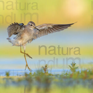 Photos of Wood Sandpiper (Tringa glareola)