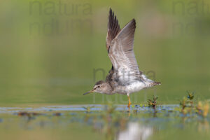 Photos of Wood Sandpiper (Tringa glareola)