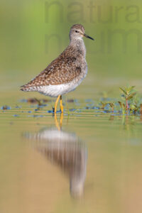 Foto di Piro piro boschereccio (Tringa glareola)