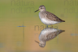 Photos of Wood Sandpiper (Tringa glareola)