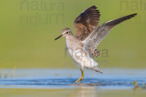 Photos of Wood Sandpiper (Tringa glareola)