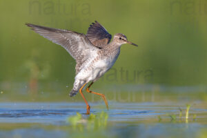 Photos of Wood Sandpiper (Tringa glareola)