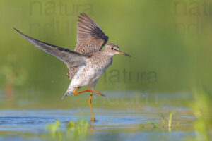 Foto di Piro piro boschereccio (Tringa glareola)