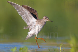 Photos of Wood Sandpiper (Tringa glareola)