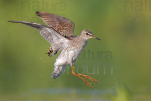 Foto di Piro piro boschereccio (Tringa glareola)