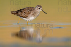 Photos of Wood Sandpiper (Tringa glareola)