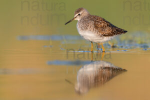 Photos of Wood Sandpiper (Tringa glareola)