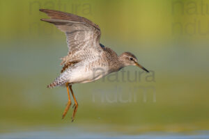 Photos of Wood Sandpiper (Tringa glareola)