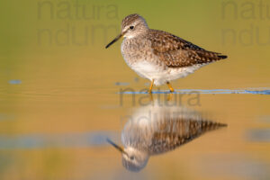 Photos of Wood Sandpiper (Tringa glareola)