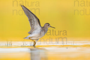 Photos of Wood Sandpiper (Tringa glareola)