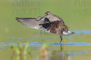 Photos of Wood Sandpiper (Tringa glareola)