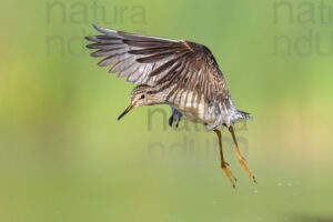 Photos of Wood Sandpiper (Tringa glareola)