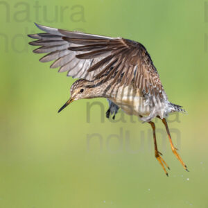 Photos of Wood Sandpiper (Tringa glareola)