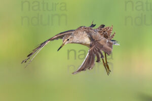 Photos of Wood Sandpiper (Tringa glareola)