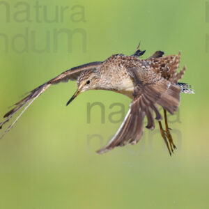 Photos of Wood Sandpiper (Tringa glareola)