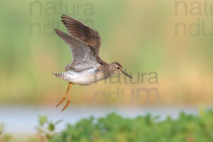 Foto di Piro piro boschereccio (Tringa glareola)