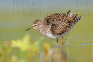 Photos of Wood Sandpiper (Tringa glareola)