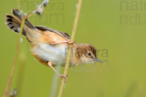 Photos of Zitting Cisticola (Cisticola juncidis)