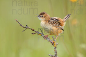 Photos of Zitting Cisticola (Cisticola juncidis)