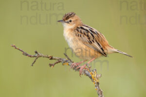 Photos of Zitting Cisticola (Cisticola juncidis)