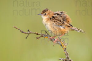 Photos of Zitting Cisticola (Cisticola juncidis)