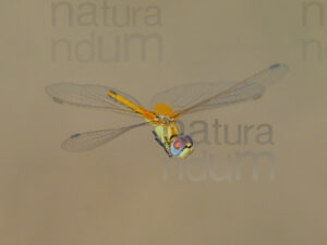 Foto di Cardinale venerosse (Sympetrum fonscolombii) libellule