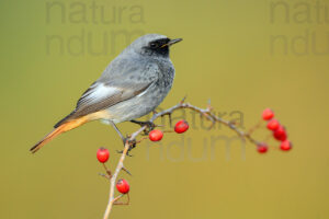 Photos of Black Redstart (Phoenicurus ochruros)