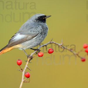 Photos of Black Redstart (Phoenicurus ochruros)