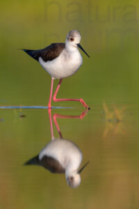 Foto di Cavaliere d'Italia (Himantopus himantopus)