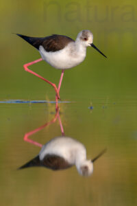 Foto di Cavaliere d'Italia (Himantopus himantopus)