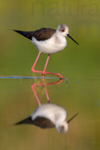 Black-winged Stilt images (Himantopus himantopus)