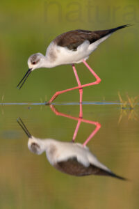 Foto di Cavaliere d'Italia (Himantopus himantopus)