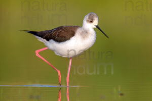 Foto di Cavaliere d'Italia (Himantopus himantopus)