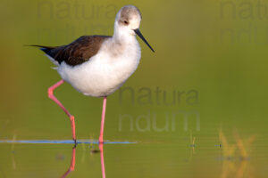 Black-winged Stilt images (Himantopus himantopus)