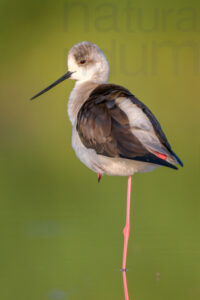 Foto di Cavaliere d'Italia (Himantopus himantopus)