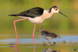 Foto di Cavaliere d'Italia (Himantopus himantopus)