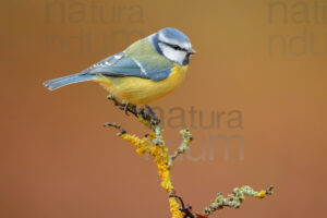 Foto di Cinciarella (Cyanistes caeruleus)