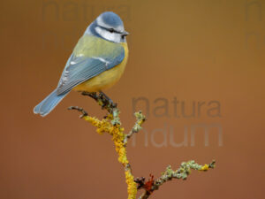 Foto di Cinciarella (Cyanistes caeruleus)