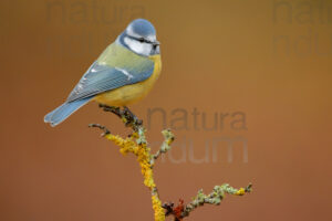 Foto di Cinciarella (Cyanistes caeruleus)