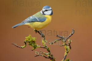 Foto di Cinciarella (Cyanistes caeruleus)