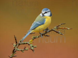 Foto di Cinciarella (Cyanistes caeruleus)